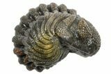 Wide Enrolled Morocops Trilobite - Morocco #296597-1